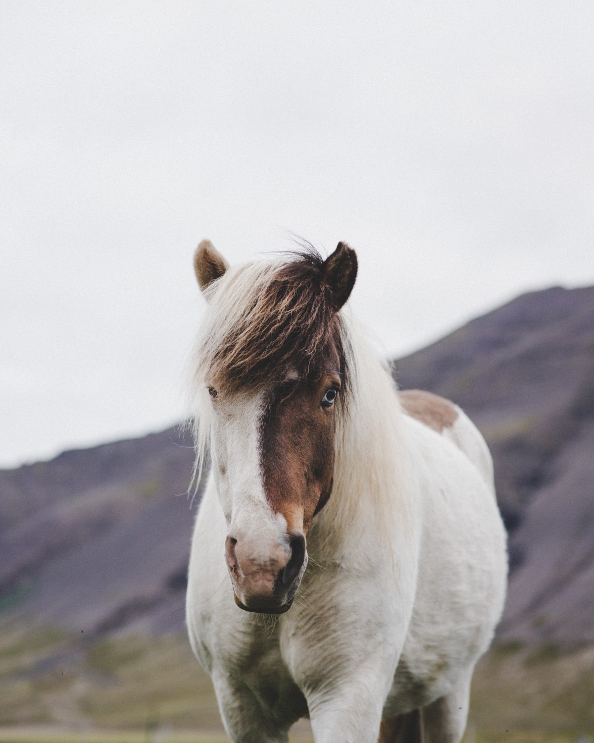 Icelandic horse looking at you