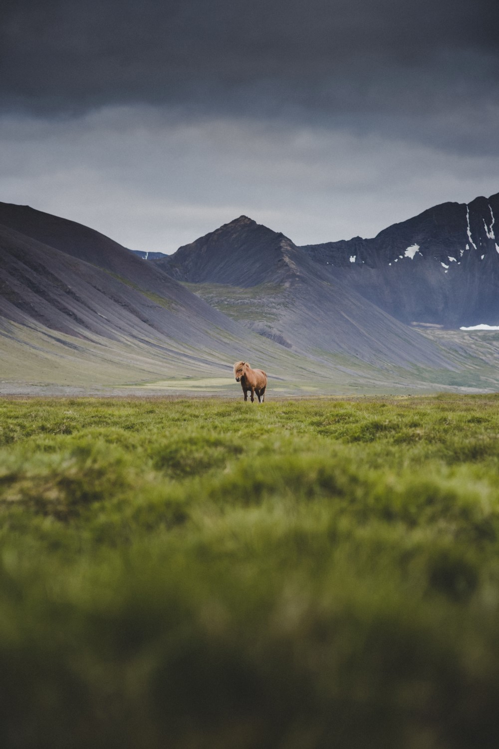 Icelandic horse in rugged nature